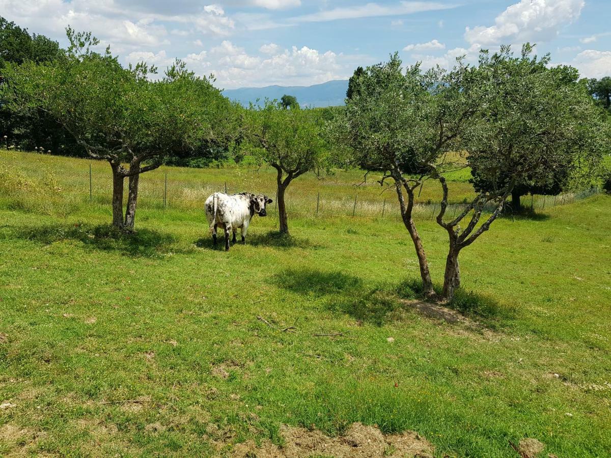 Agriturismo Arcobaleno Della Torretta Giano dellʼUmbria Екстериор снимка